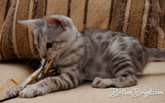 Bengal cat silber rosetted